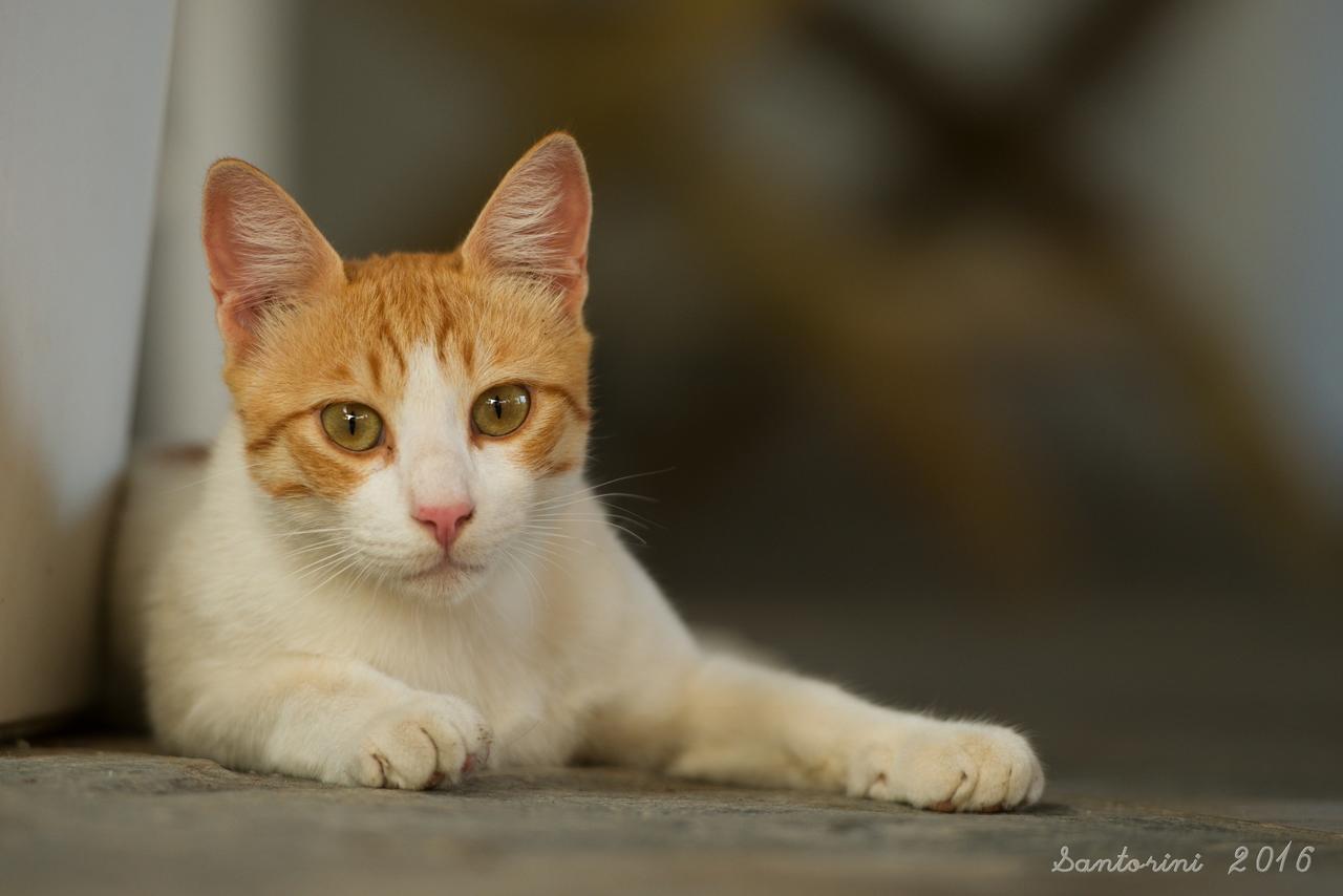 Andreas Studio Перисса Экстерьер фото